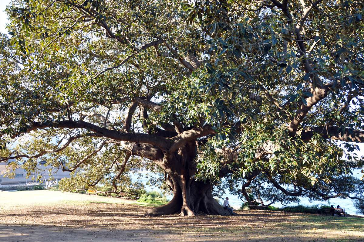 308_sydney_botanischer_garten