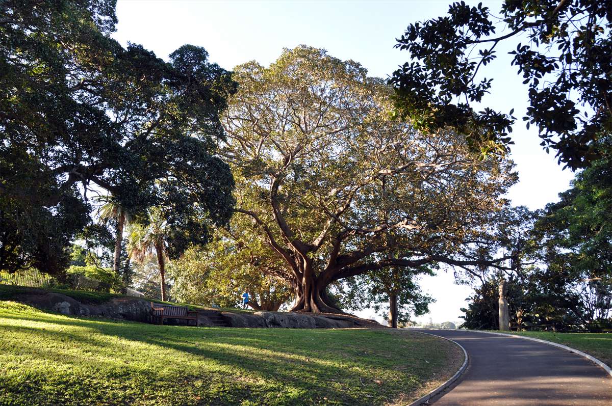 323_sydney_botanischer_garten